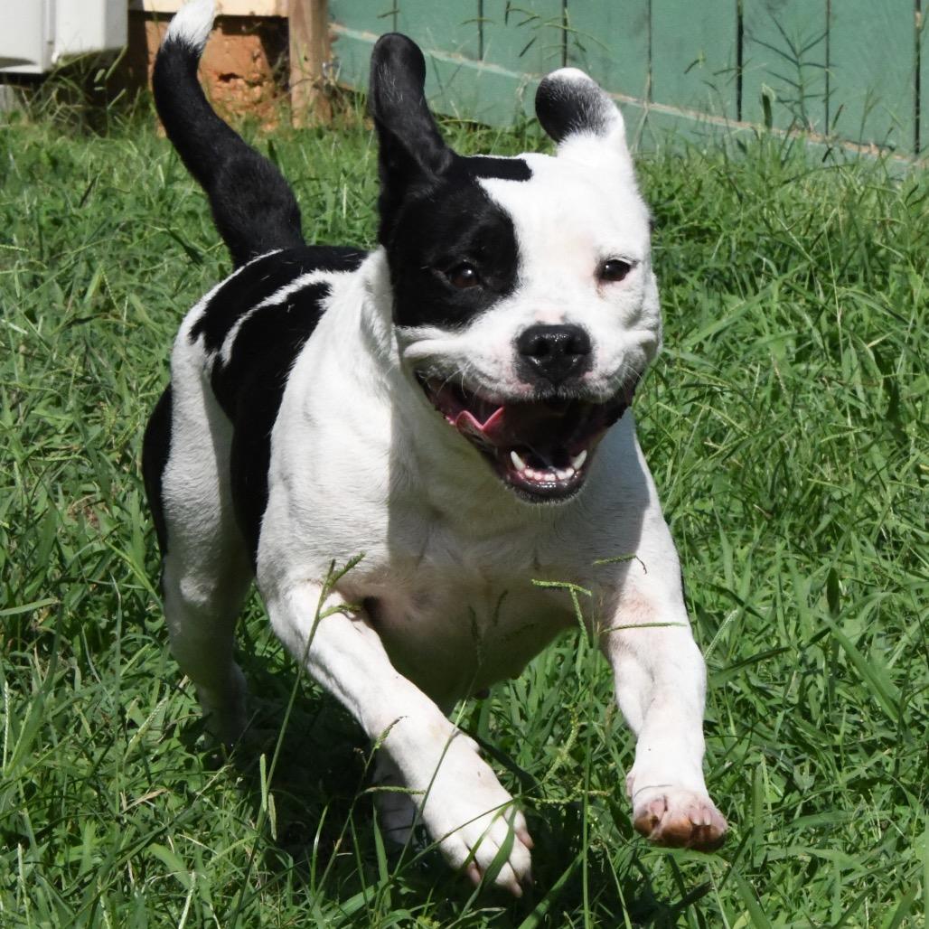 Nia, a Adoptable Pit Bull Terrier in Starkville, MS image 6/6