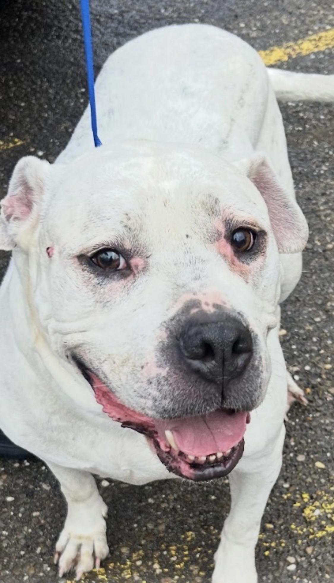 Enlarge Mr Meathead OWNER REDEEMED , an adopted American Bully in Canton, OH image 1/1