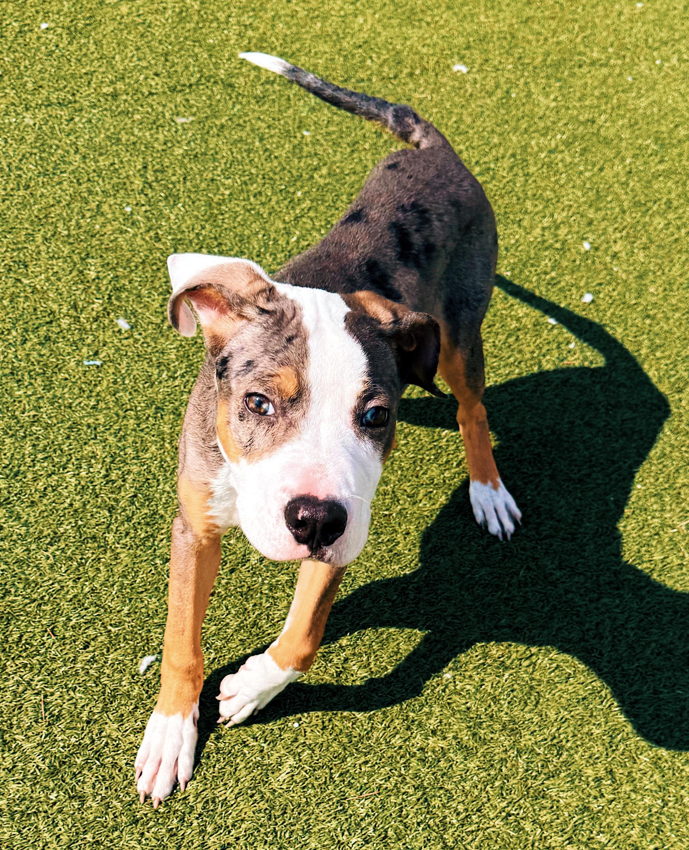 Enlarge Timber, an adopted mixed breed in Hays, KS image 2/6