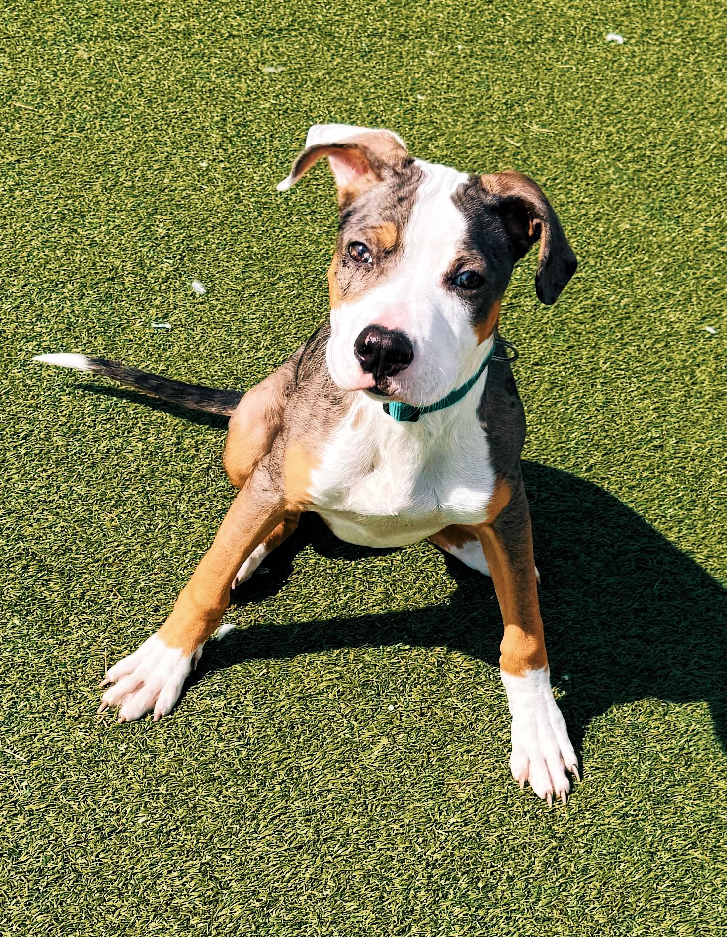 Enlarge Timber, an adopted mixed breed in Hays, KS image 1/6