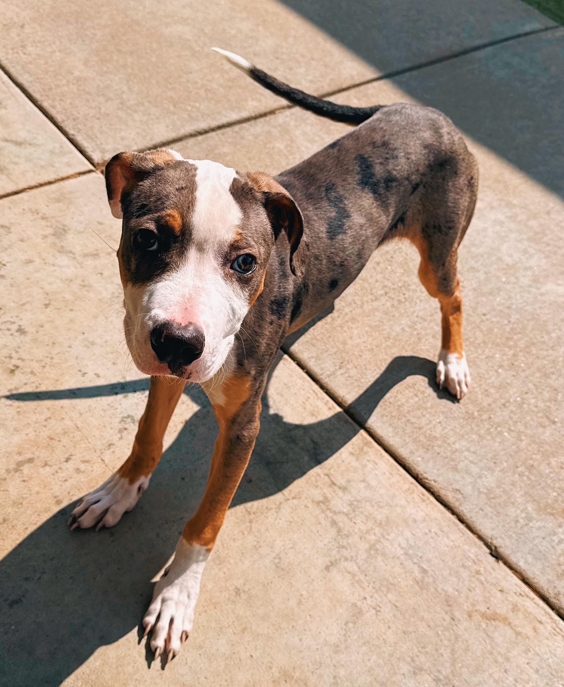 Enlarge Timber, an adopted mixed breed in Hays, KS image 3/6