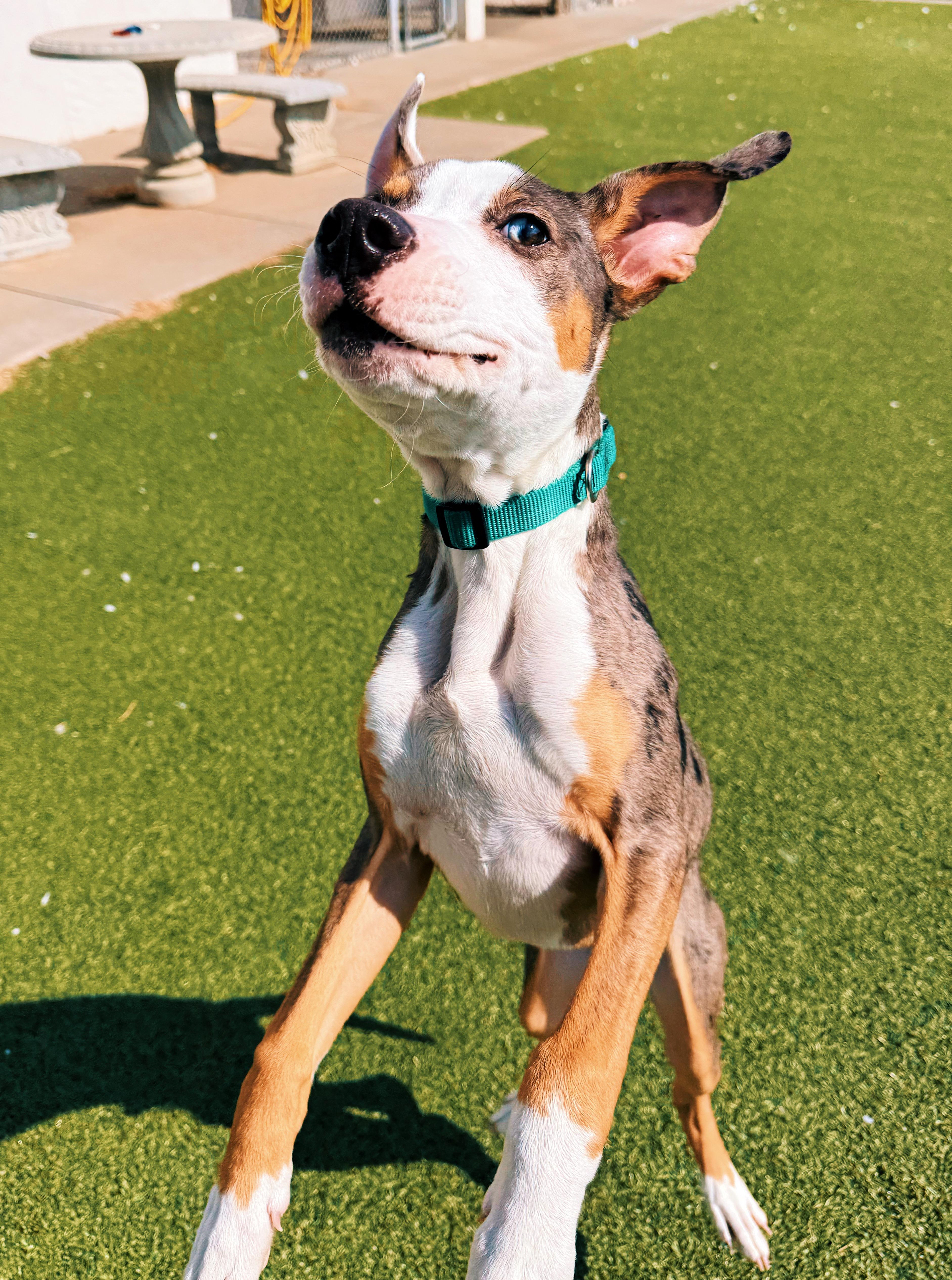 Enlarge Timber, an adopted mixed breed in Hays, KS image 4/6