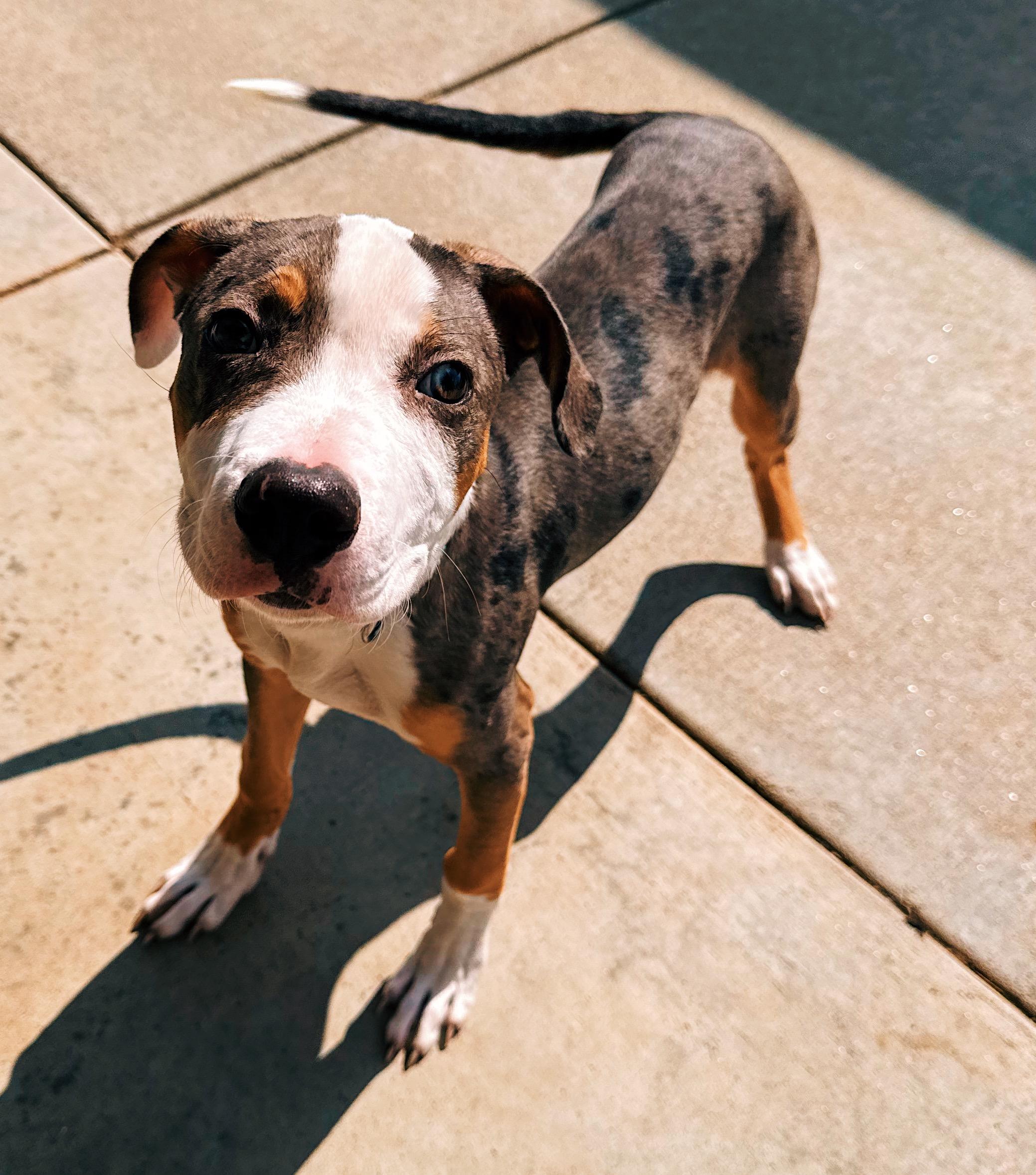 Enlarge Timber, an adopted mixed breed in Hays, KS image 6/6