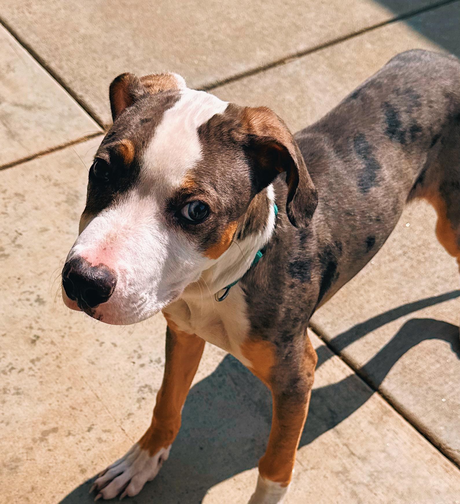 Enlarge Timber, an adopted mixed breed in Hays, KS image 5/6