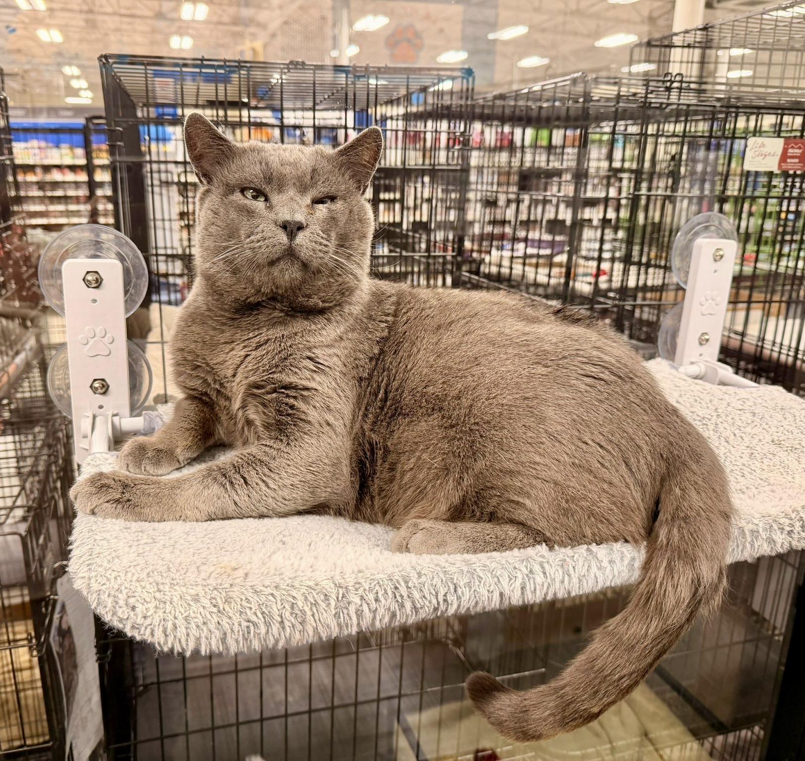 Enlarge Sweet Cakes, an adopted Domestic Short Hair in San Juan Capistrano, CA image 2/6