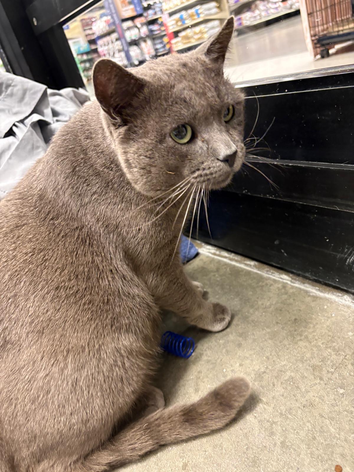 Enlarge Sweet Cakes, an adopted Domestic Short Hair in San Juan Capistrano, CA image 6/6