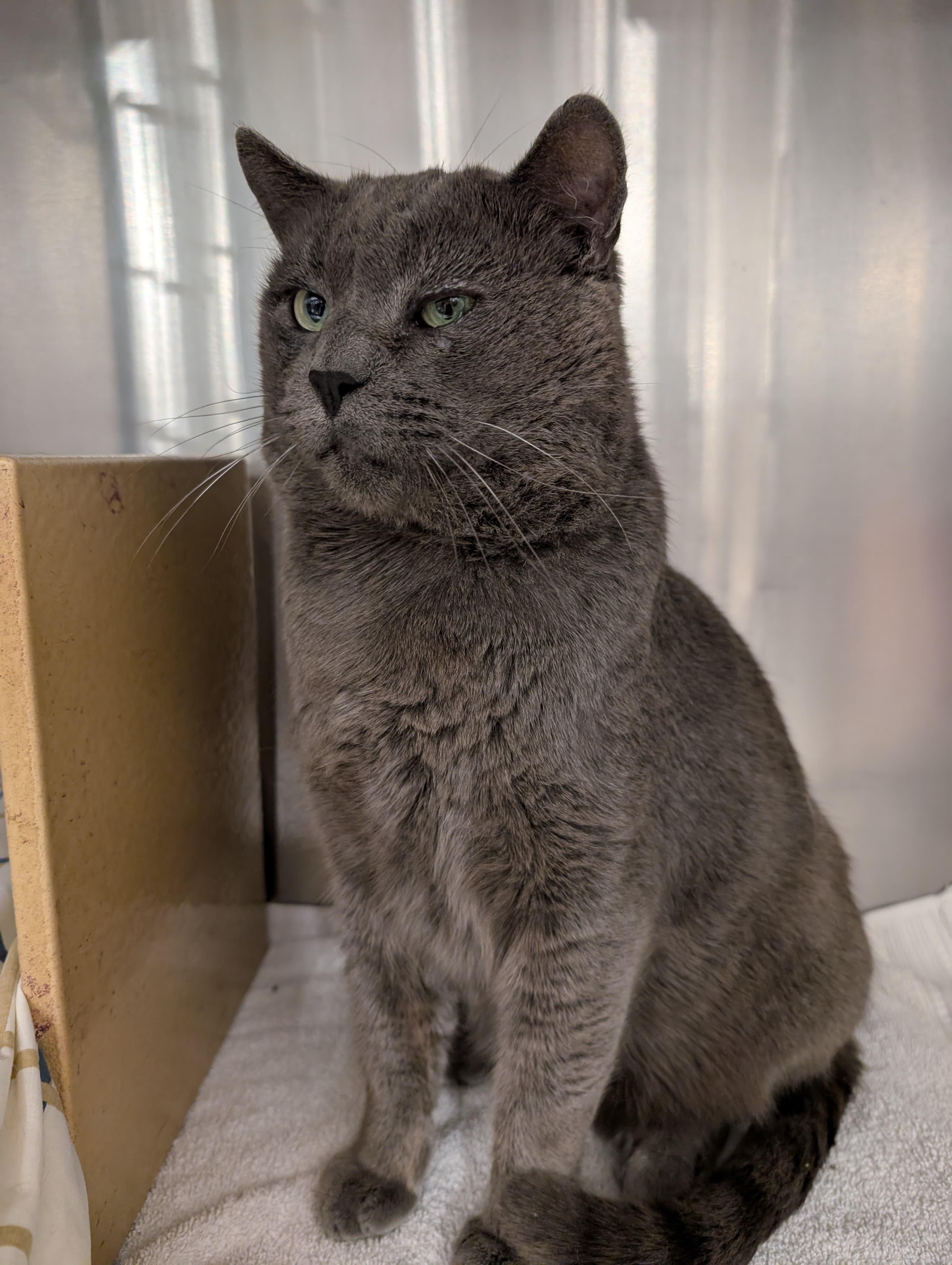 Enlarge Sweet Cakes, an adopted Domestic Short Hair in San Juan Capistrano, CA image 5/6