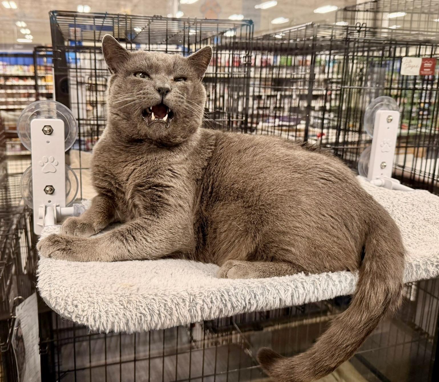 Sweet Cakes, adopted, Adult Male Domestic Short Hair.