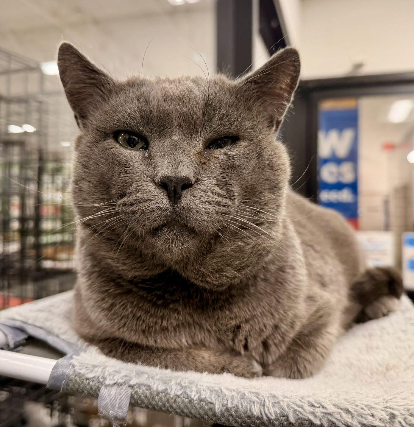 Enlarge Sweet Cakes, an adopted Domestic Short Hair in San Juan Capistrano, CA image 4/6