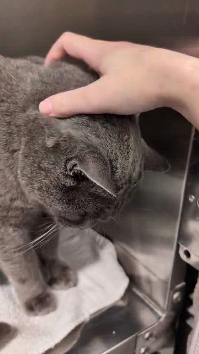 Enlarge Sweet Cakes, an adopted Domestic Short Hair in San Juan Capistrano, CA video 3/6