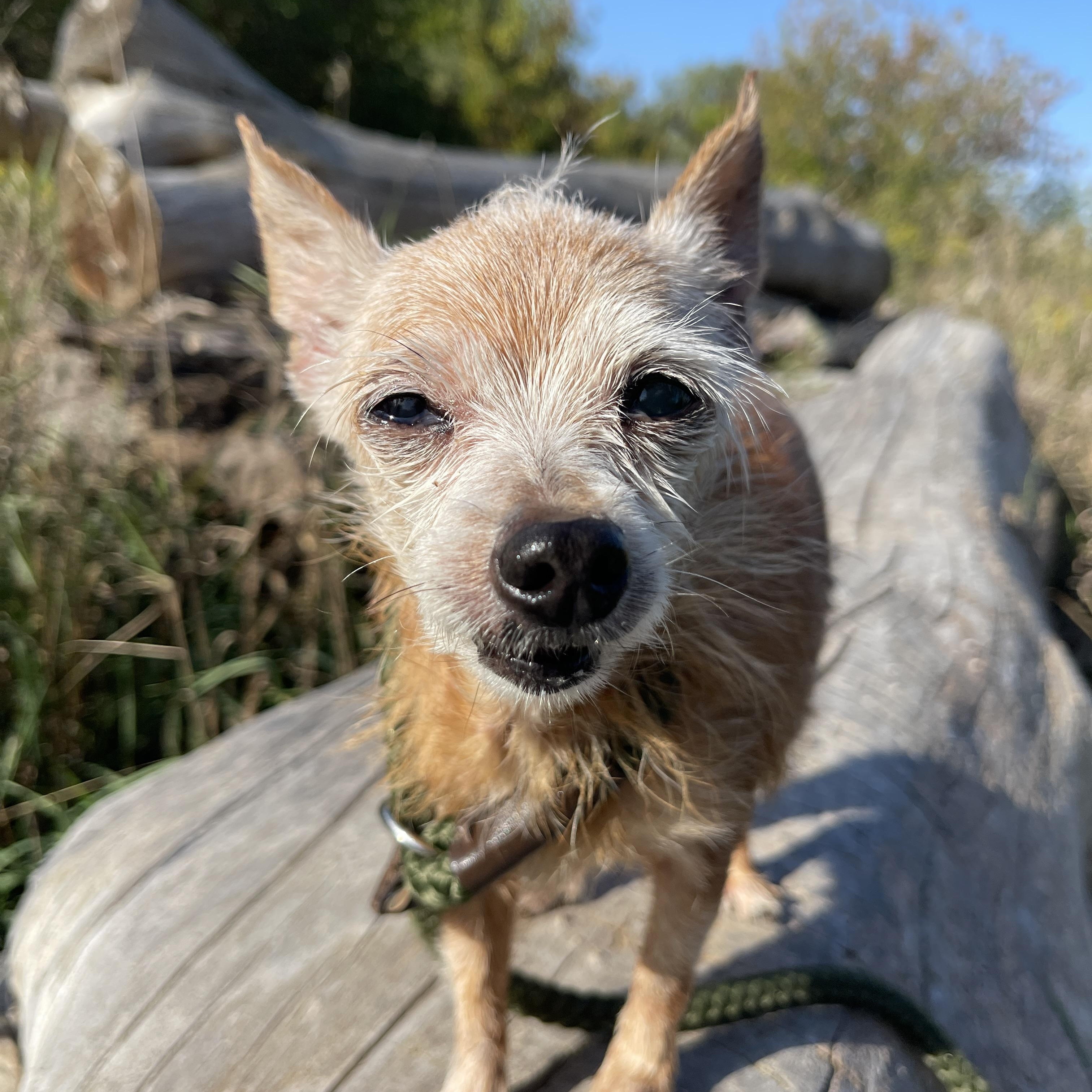 Sophie