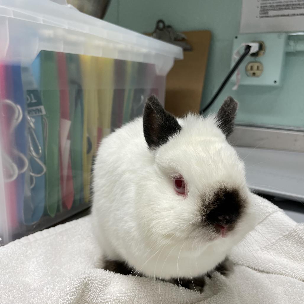Enlarge Caspian, a Adoptable Netherland Dwarf in Waukesha, WI image 1/1