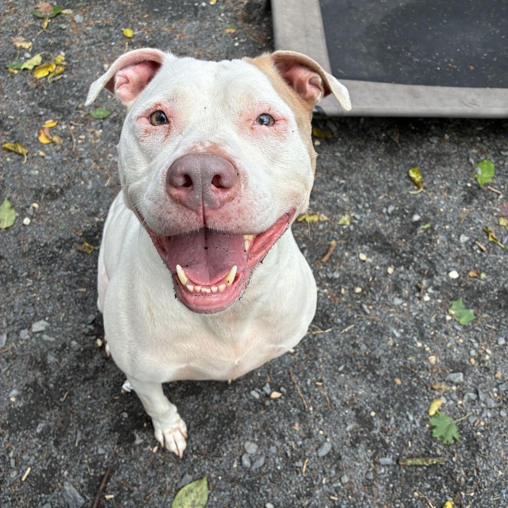 Enlarge Prince, a Adoptable mixed breed in Conshohocken, PA image 2/3
