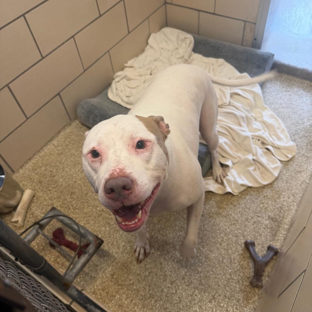 Enlarge Prince, a Adoptable mixed breed in Conshohocken, PA image 3/3