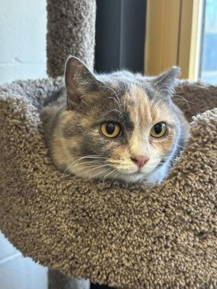 Lil Puddy, Adoptable, Senior Female Domestic Short Hair & Domestic Short Hair.