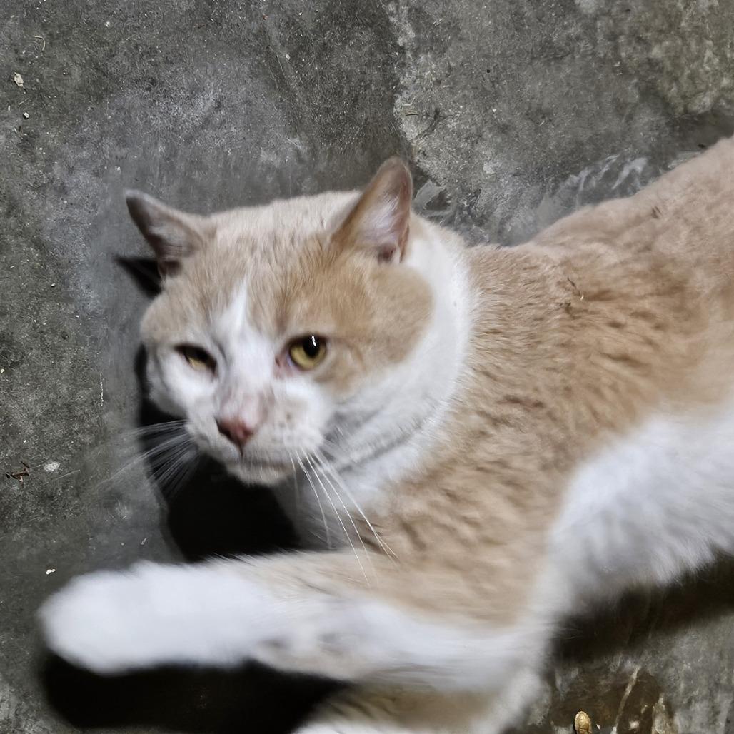 Seamore Fish, Adoptable, Adult Male Domestic Short Hair.