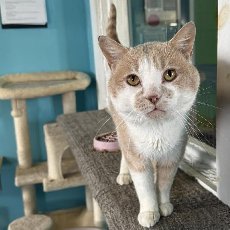 Seamore Fish, Adoptable, Adult Male Domestic Short Hair.