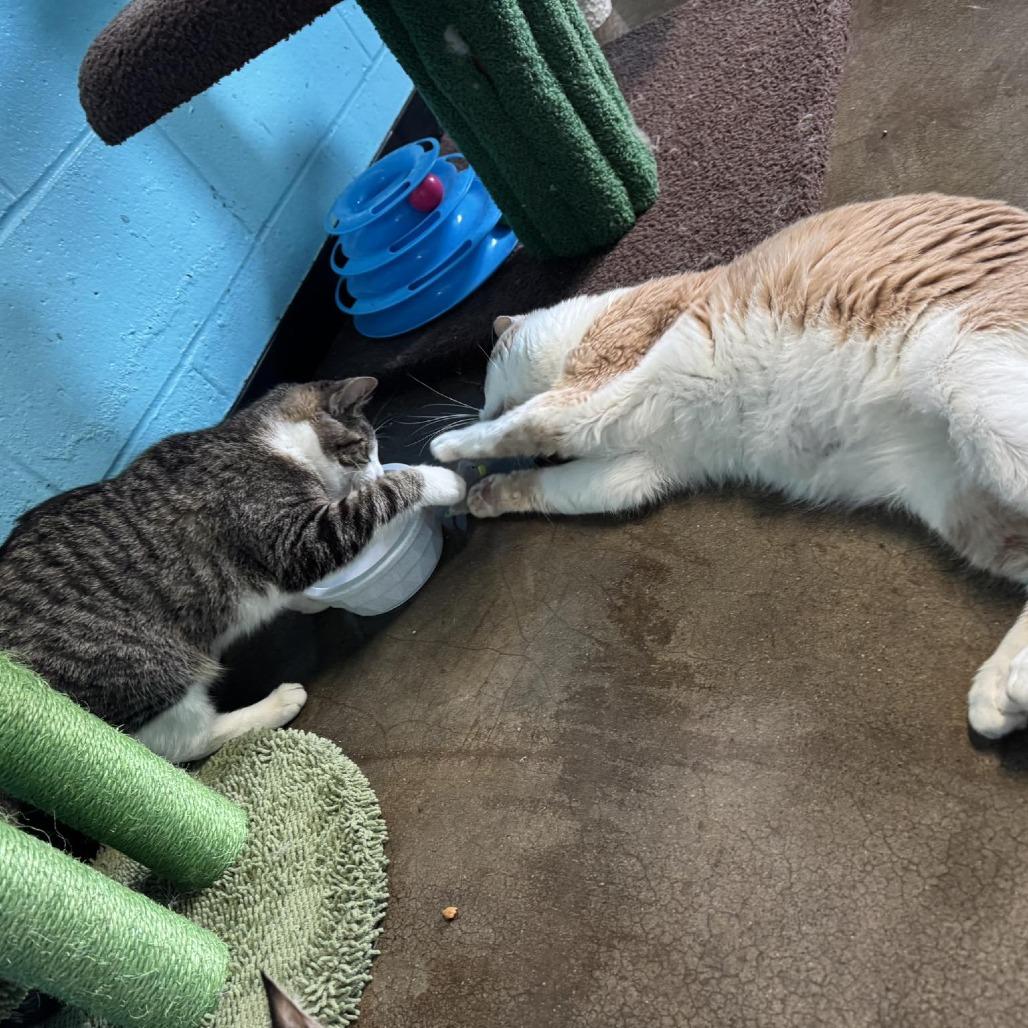 Seamore Fish, Adoptable, Adult Male Domestic Short Hair.