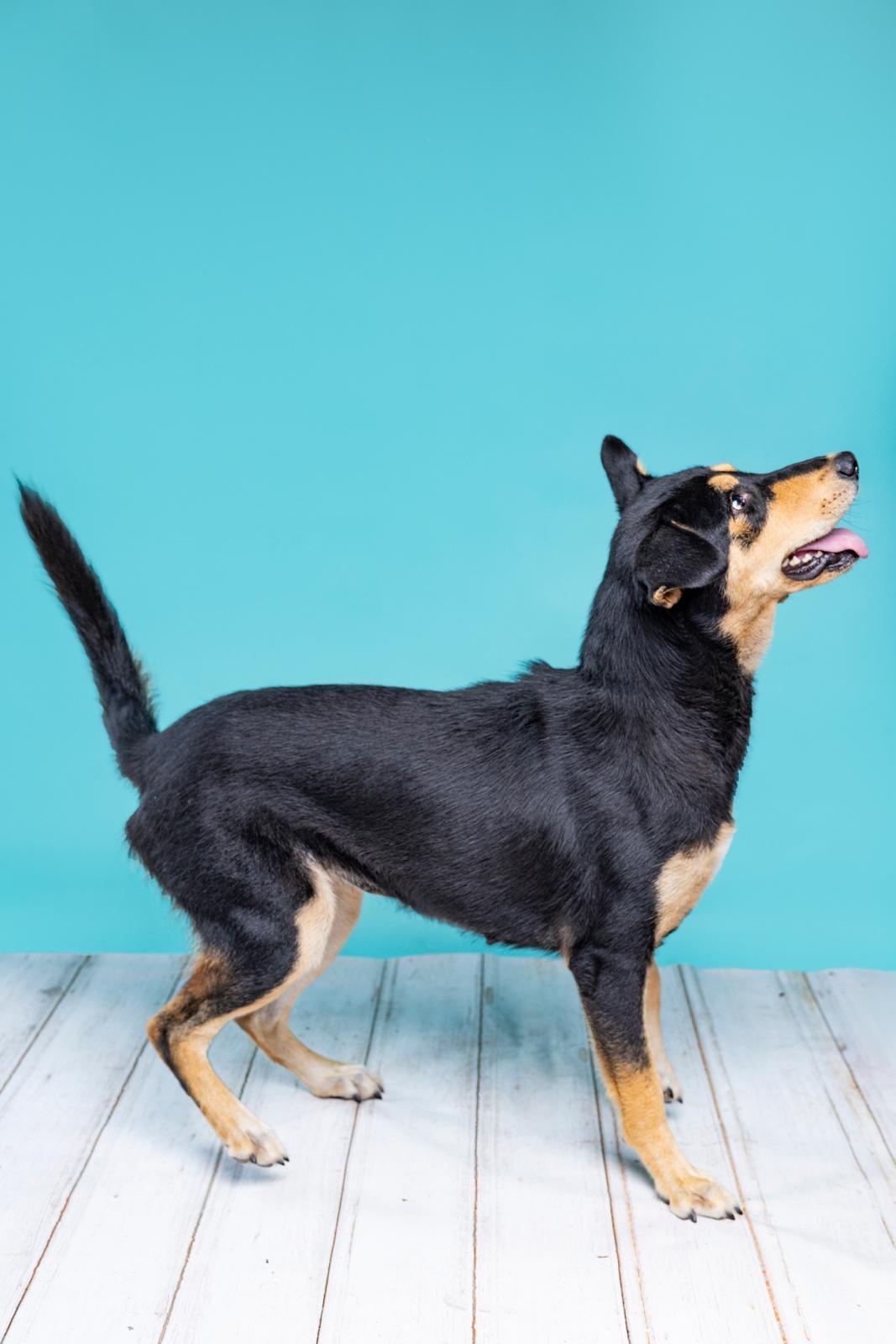 Enlarge Luna, a Adoptable mixed breed in Short Hills, NJ image 3/4