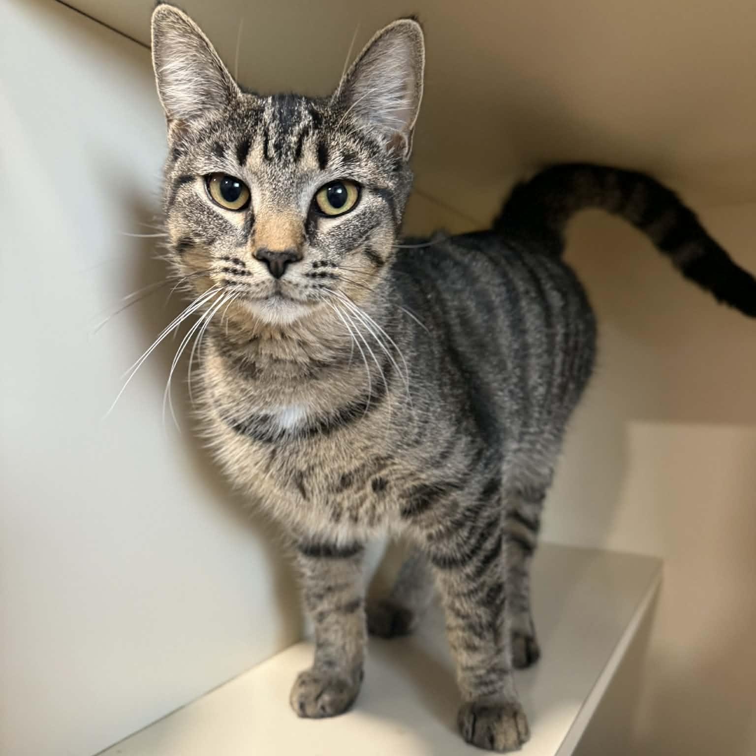 Enlarge Isabel, a ADOPTABLE mixed breed in Penn Yan, NY image 3/3