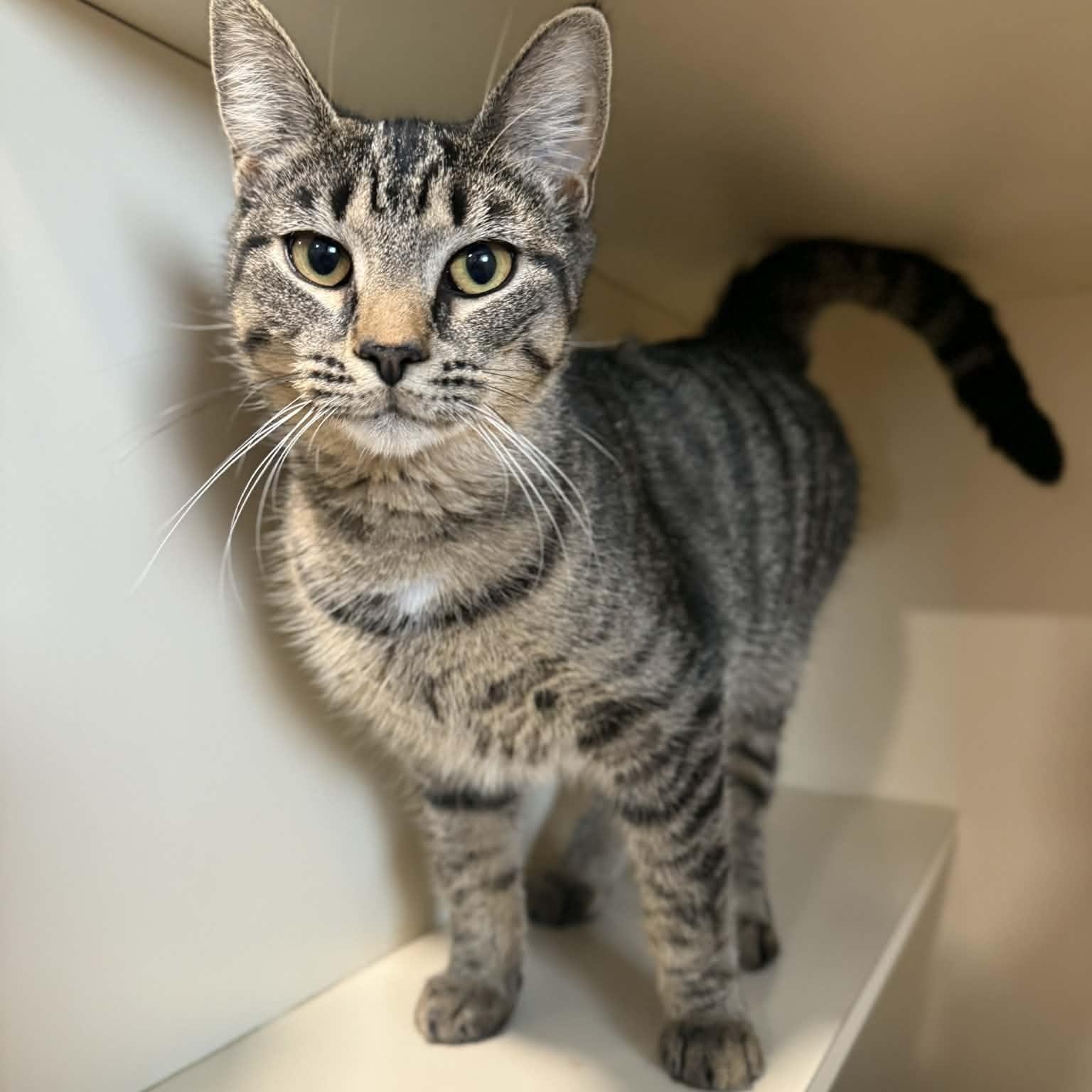 Enlarge Isabel, a ADOPTABLE mixed breed in Penn Yan, NY image 2/3