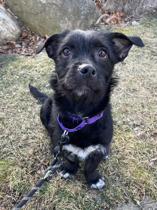 Beverly, Adoptable, Young Female Scottish Terrier & Petit Basset Griffon Vendeen.