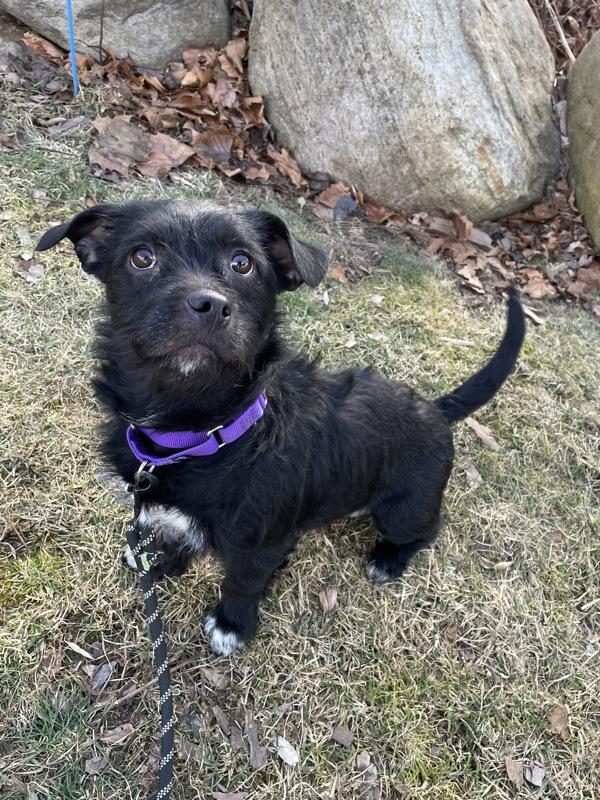 Enlarge Beverly, a Adoptable mixed breed in Oakland, NJ image 2/3