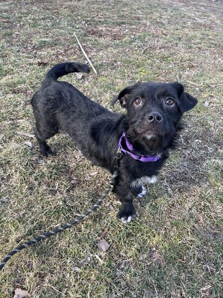 Enlarge Beverly, a Adoptable mixed breed in Oakland, NJ image 3/3