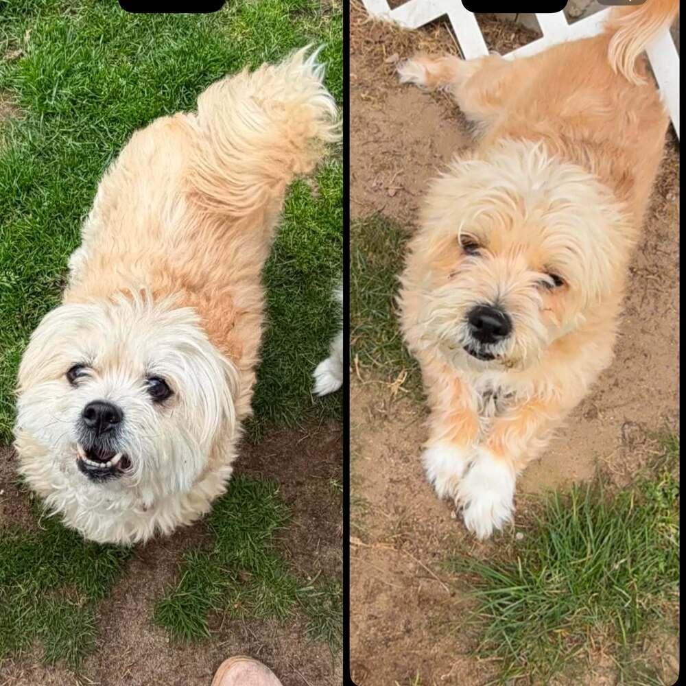 Enlarge Jax and Diane - BONDED PAIR-, a Adoptable mixed breed in Huntington, NY image 1/2
