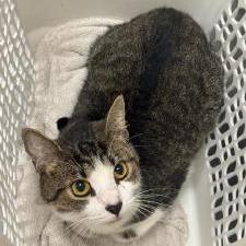 Joy, Adoptable, Young Female Domestic Short Hair.