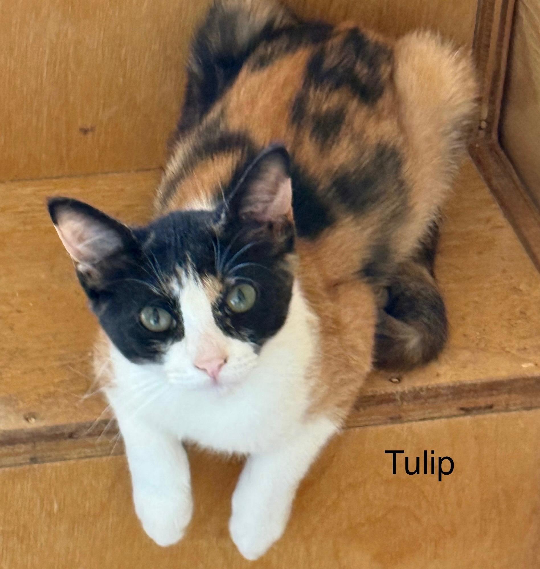 Tulip, an adopted Domestic Short Hair in warrenville, SC_image-1