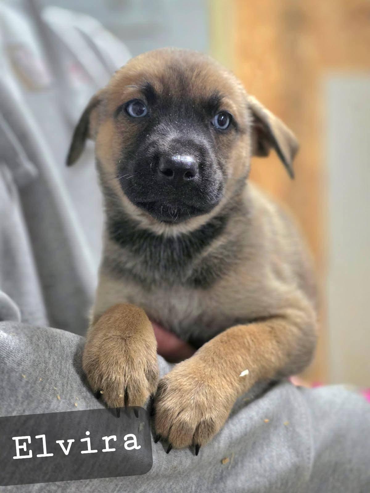 Elvira, Adopted, Puppy Female Australian Cattle Dog / Blue Heeler.