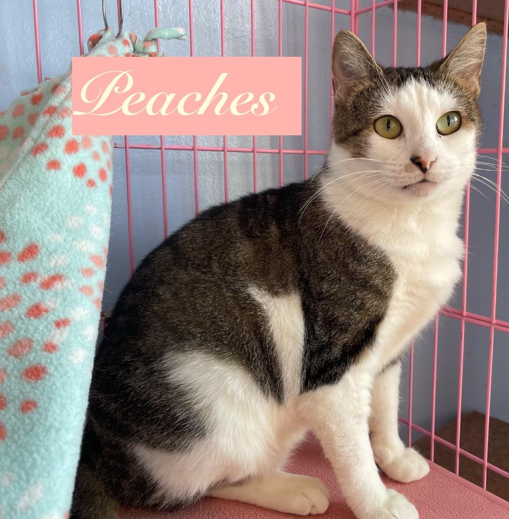 Enlarge Peaches, a Adoptable mixed breed in Westfield, NY image 1/1