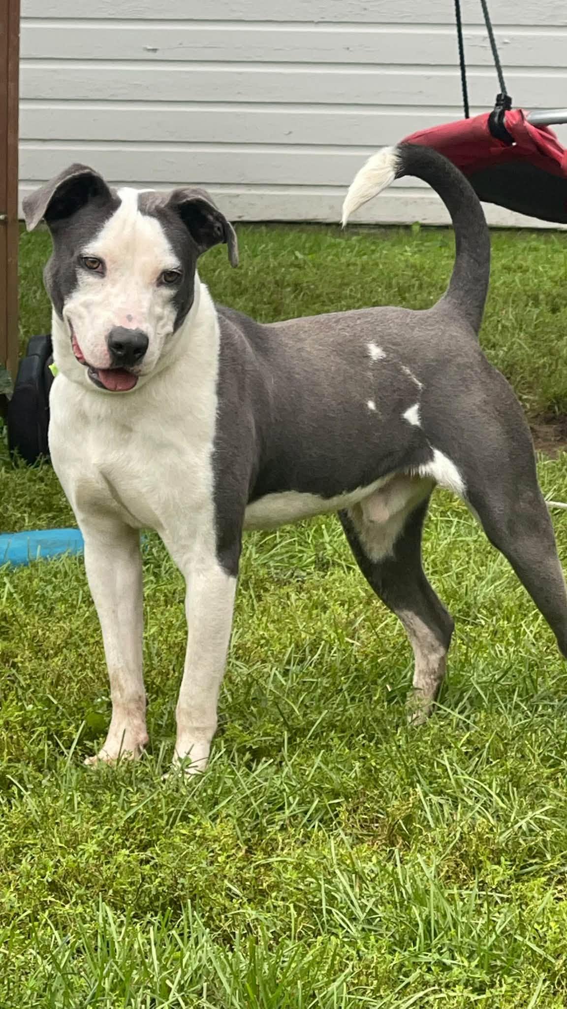 Enlarge Elliot, a Adoptable Mixed Breed in Clinton, WI image 4/6