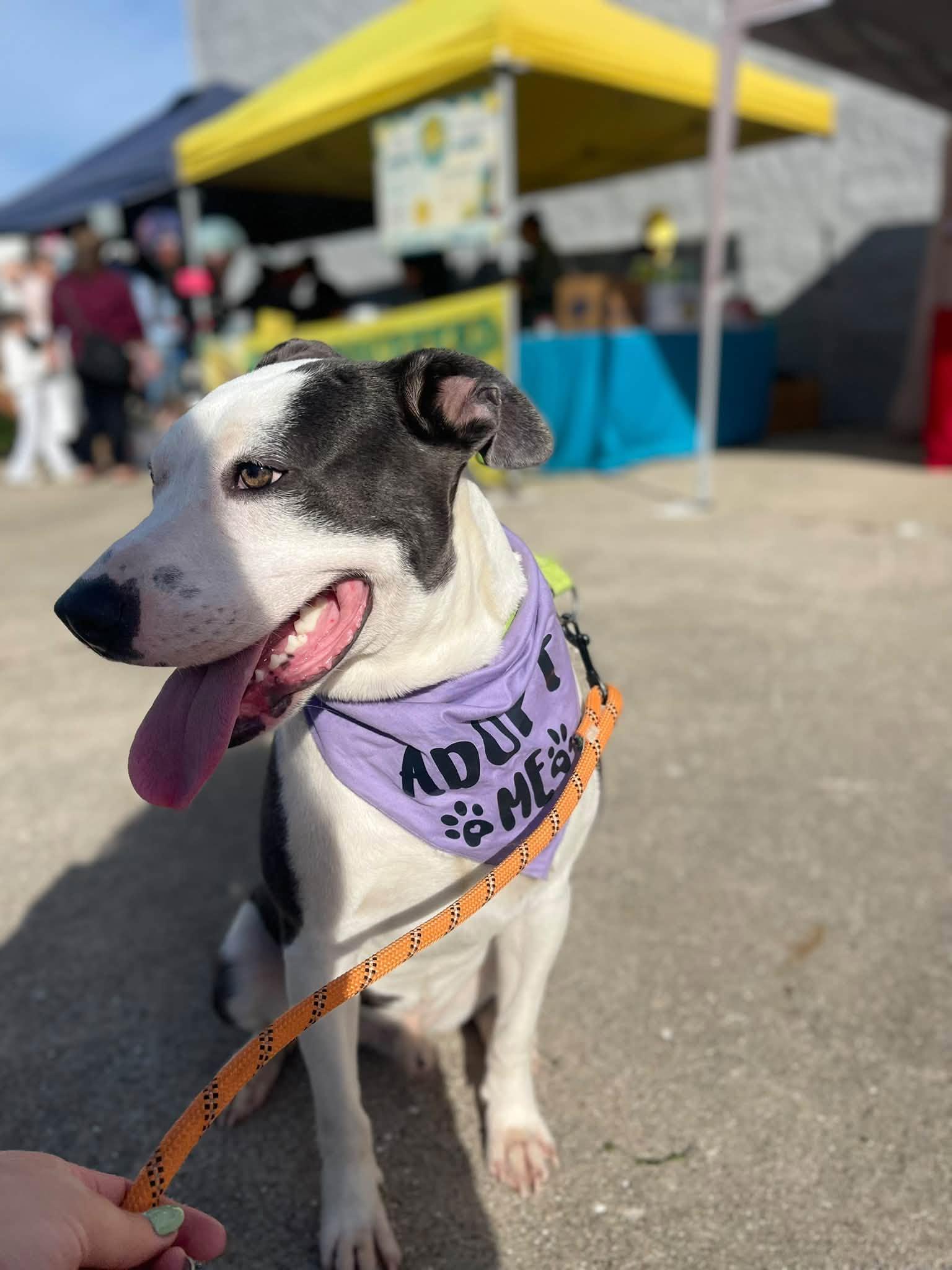 Enlarge Elliot, a Adoptable Mixed Breed in Clinton, WI image 2/6