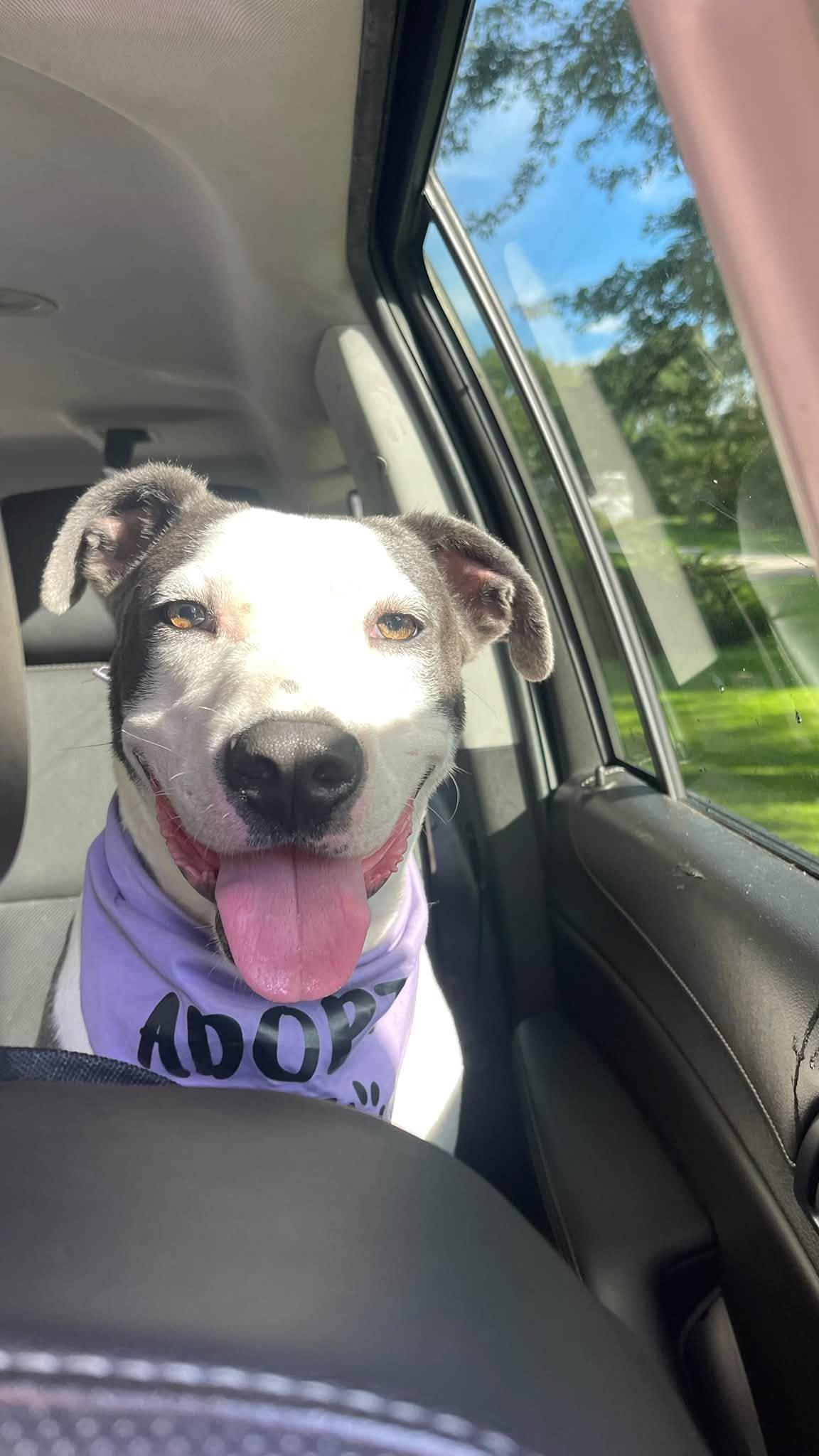 Elliot, Adoptable, Adult Male Mixed Breed.