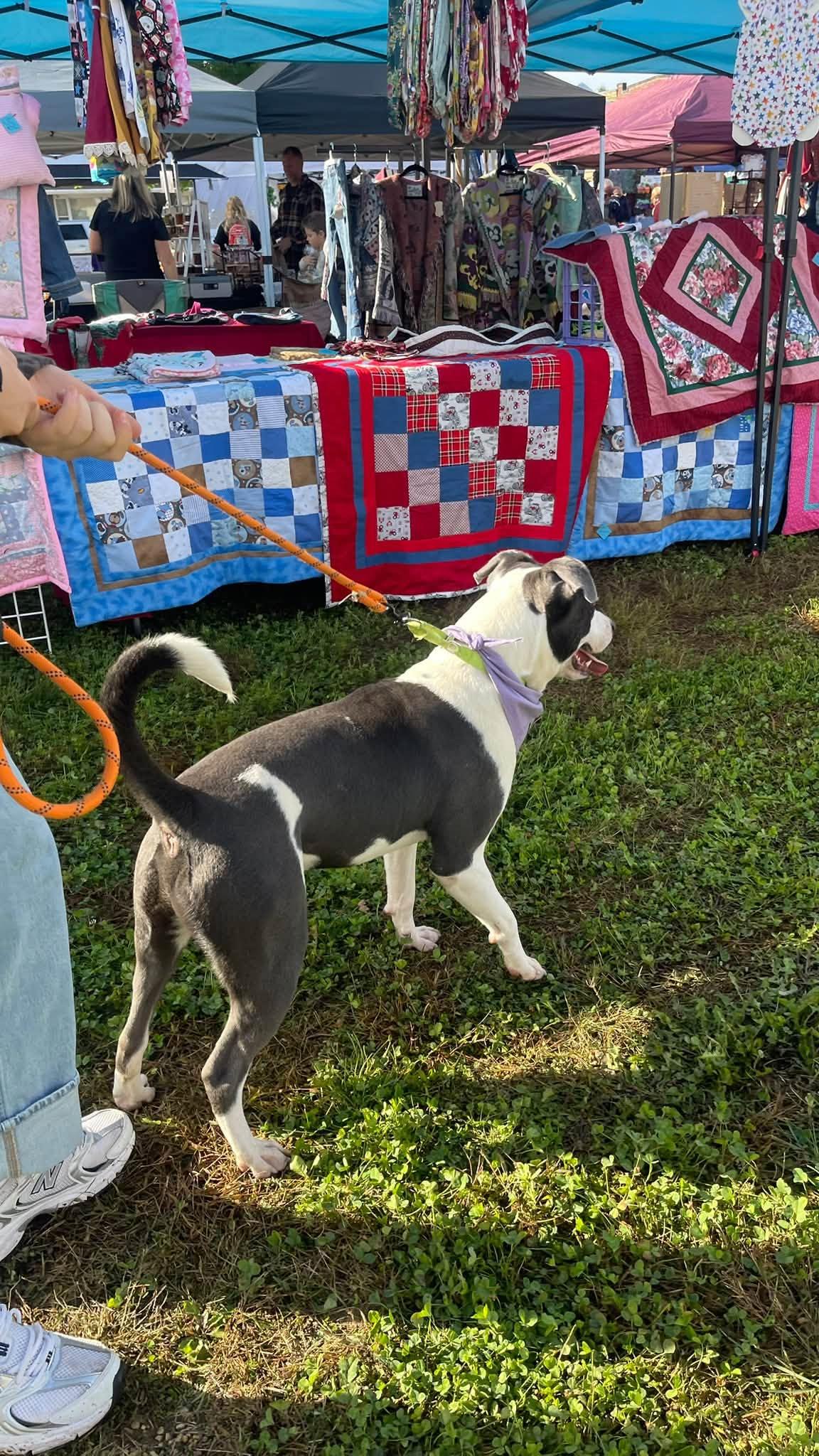 Enlarge Elliot, a Adoptable Mixed Breed in Clinton, WI image 3/6