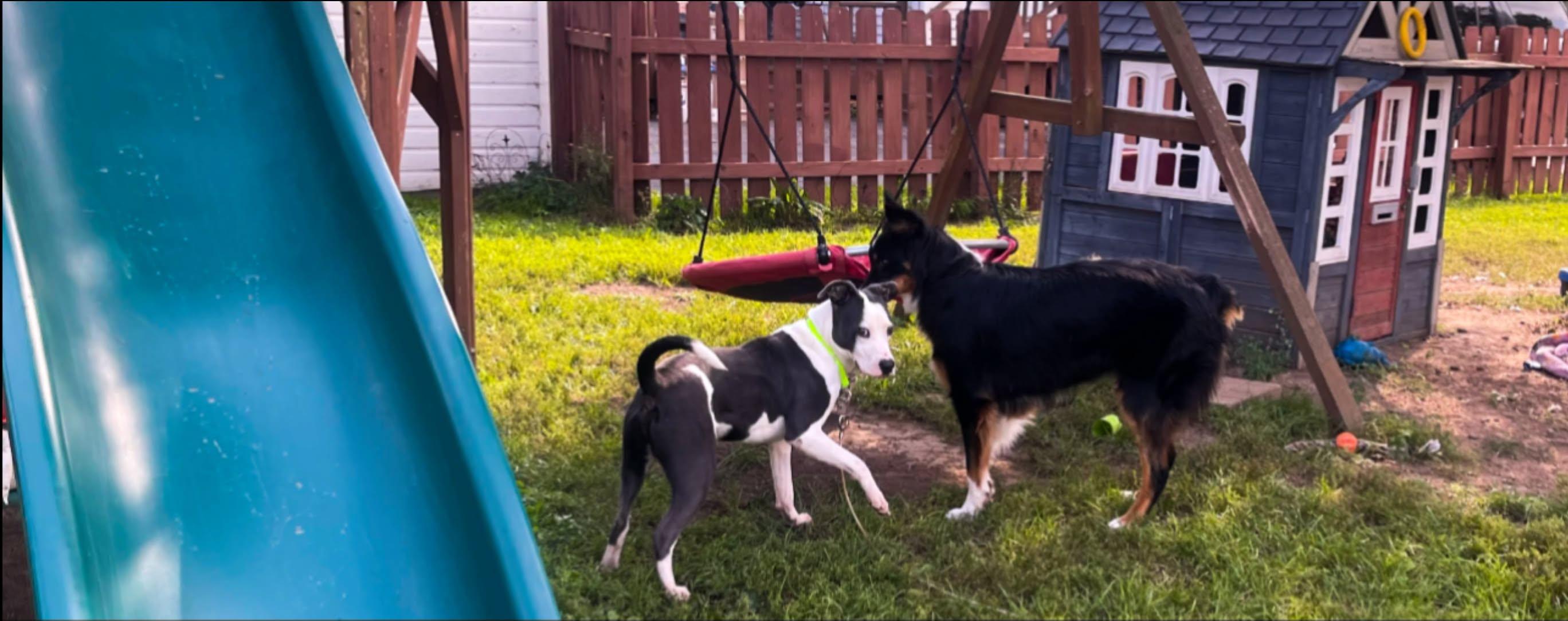 Enlarge Elliot, a Adoptable Mixed Breed in Clinton, WI image 5/6