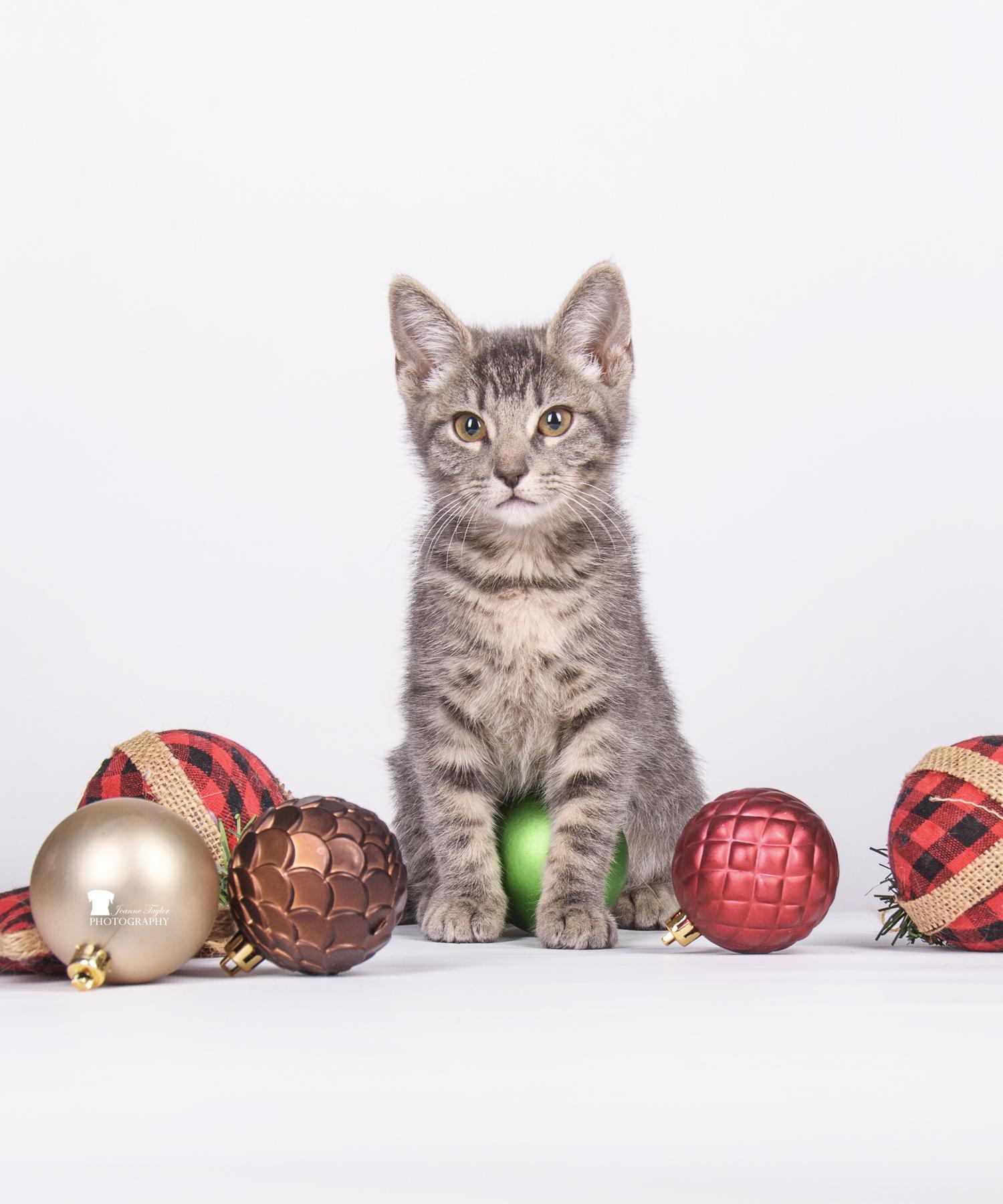 Cookies, Adopted, Young Female Domestic Short Hair.