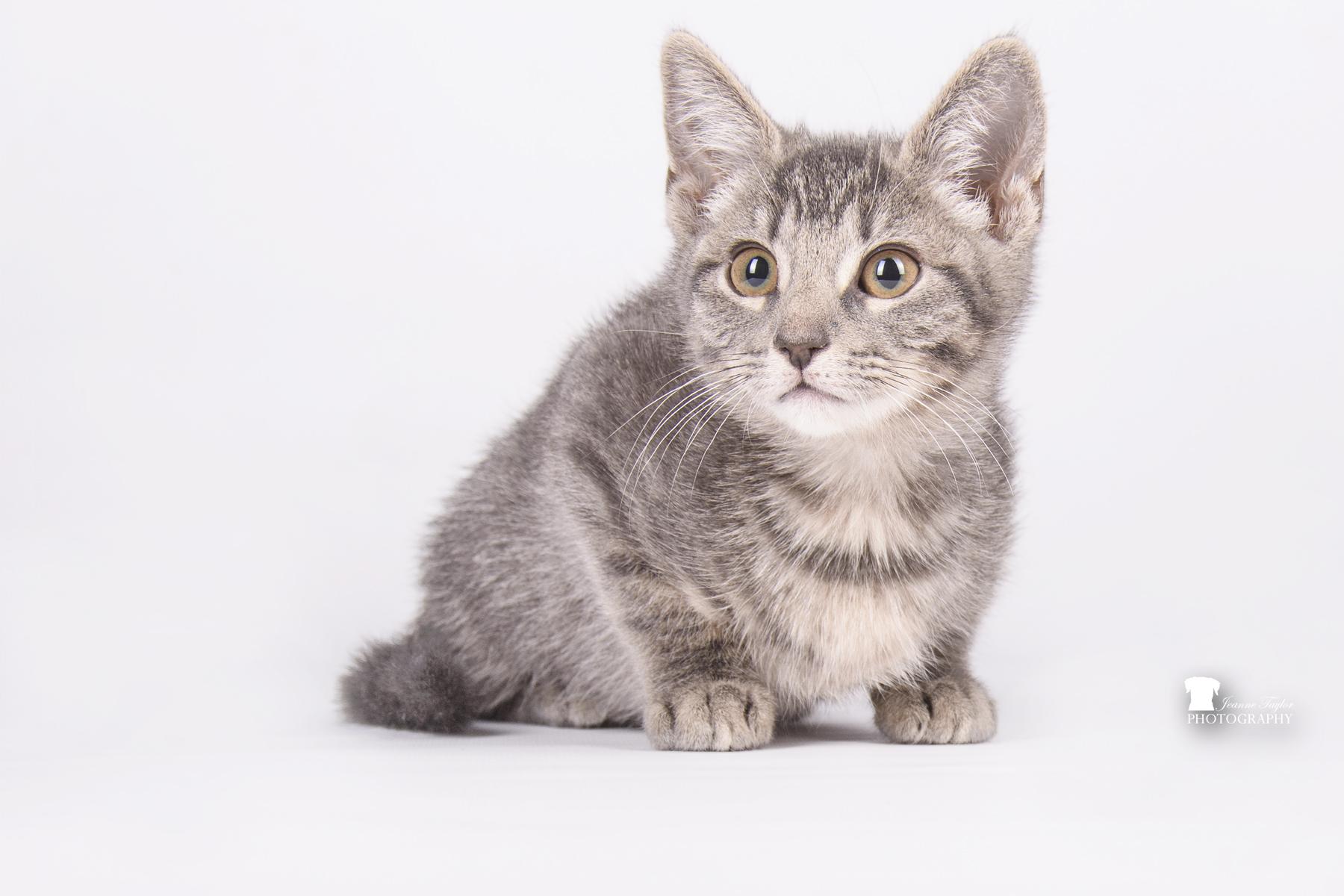 Enlarge Cookies, a Adopted Domestic Short Hair in Moncks Corner, SC image 2/6