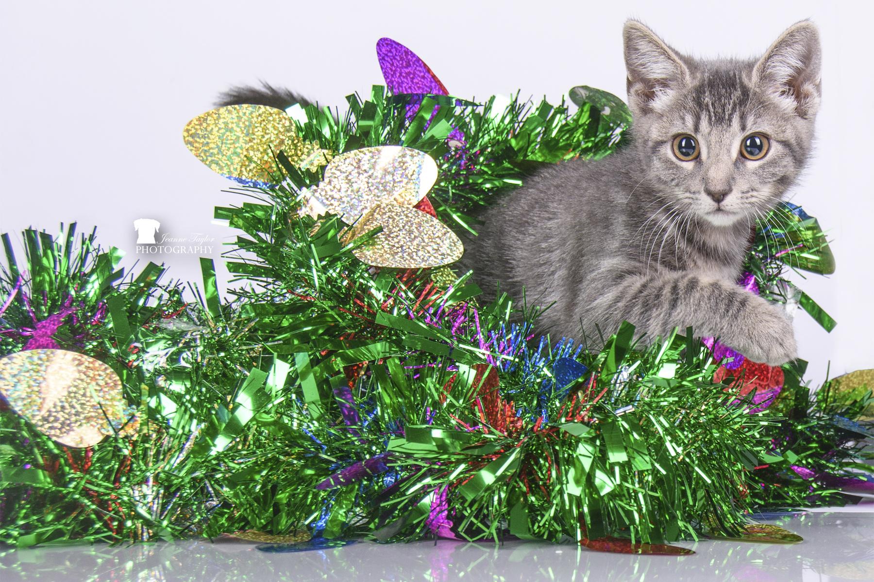 Enlarge Cookies, a Adopted Domestic Short Hair in Moncks Corner, SC image 3/6