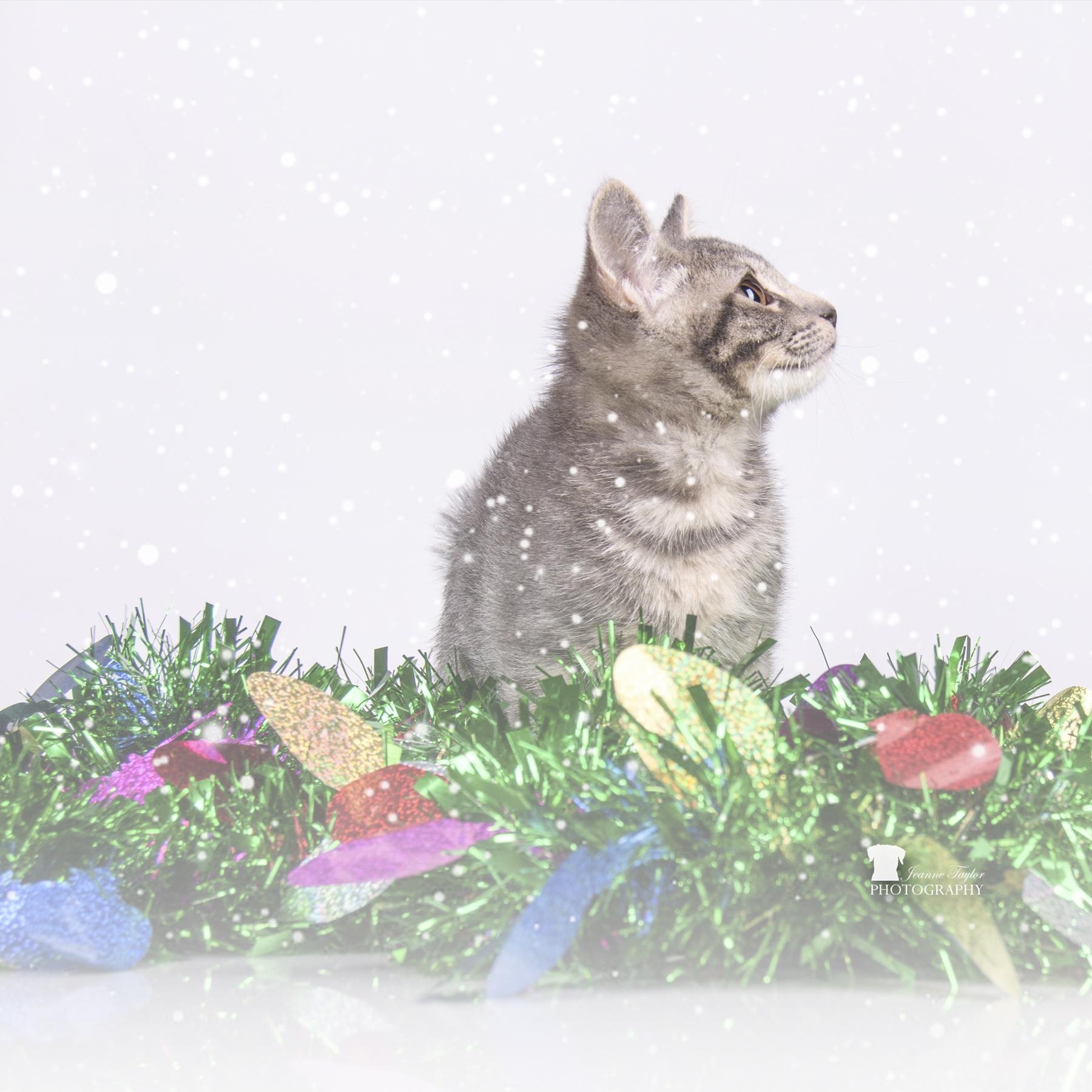 Enlarge Cookies, a Adopted Domestic Short Hair in Moncks Corner, SC image 4/6