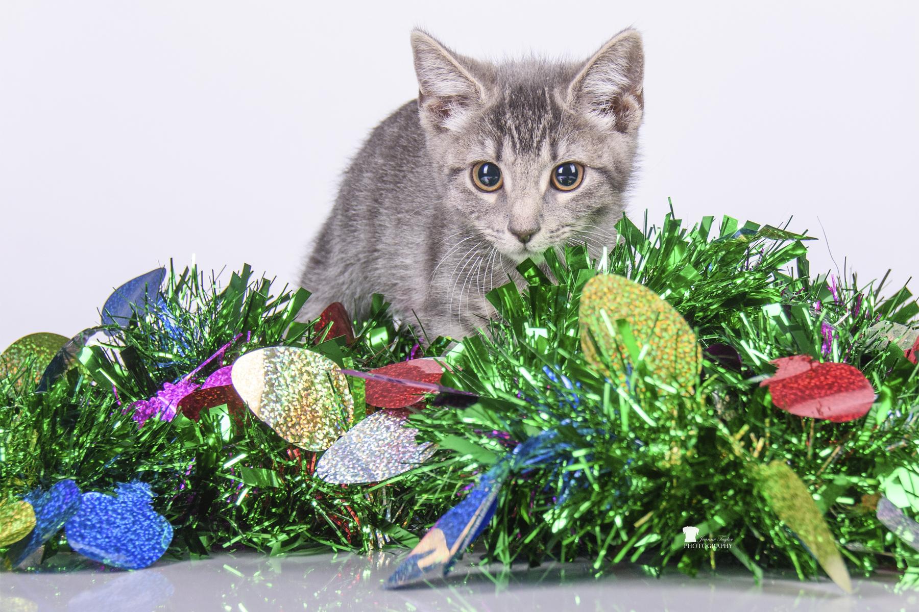 Enlarge Cookies, a Adopted Domestic Short Hair in Moncks Corner, SC image 5/6