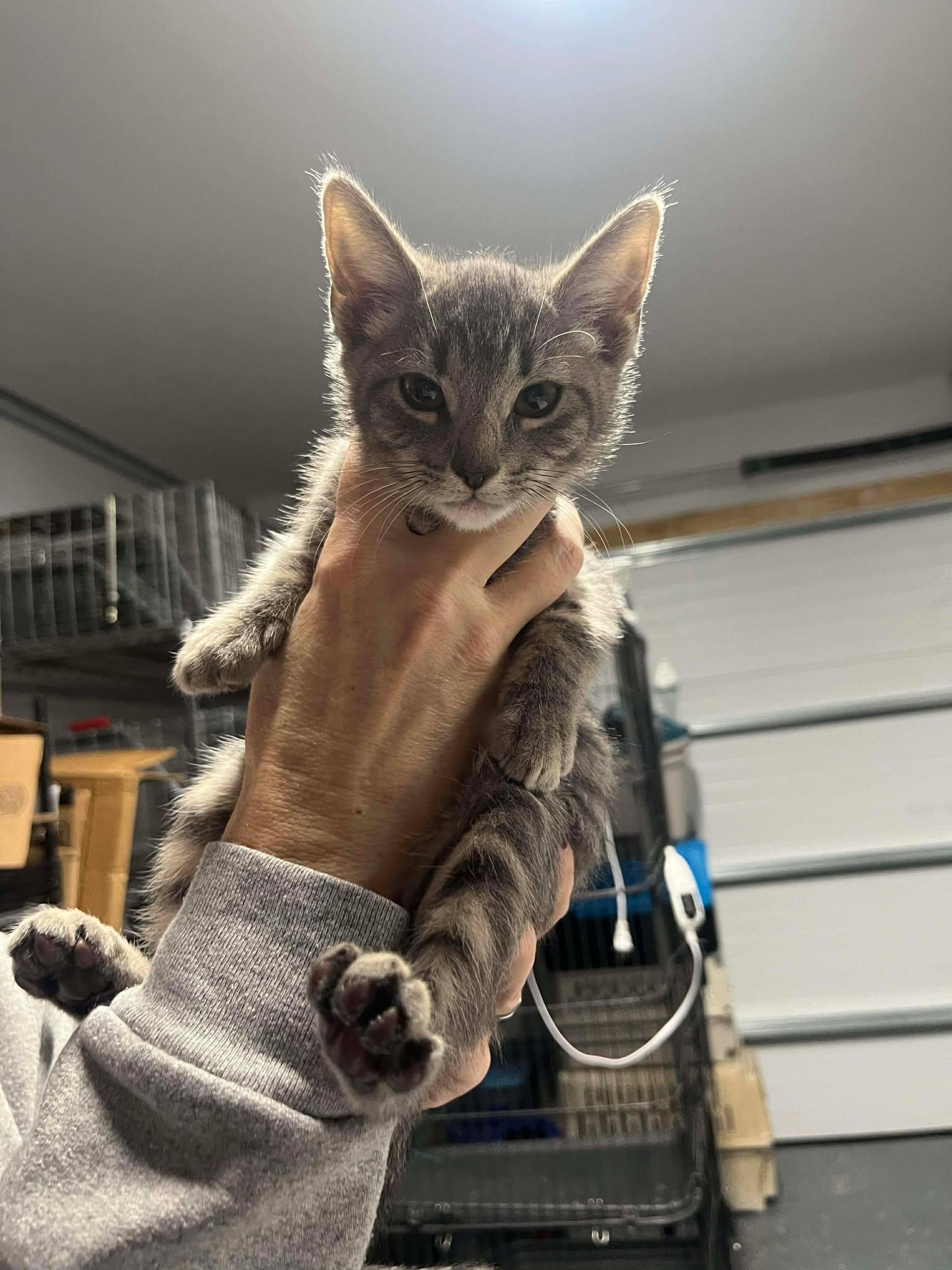 Enlarge Cookies, a Adopted Domestic Short Hair in Moncks Corner, SC image 6/6