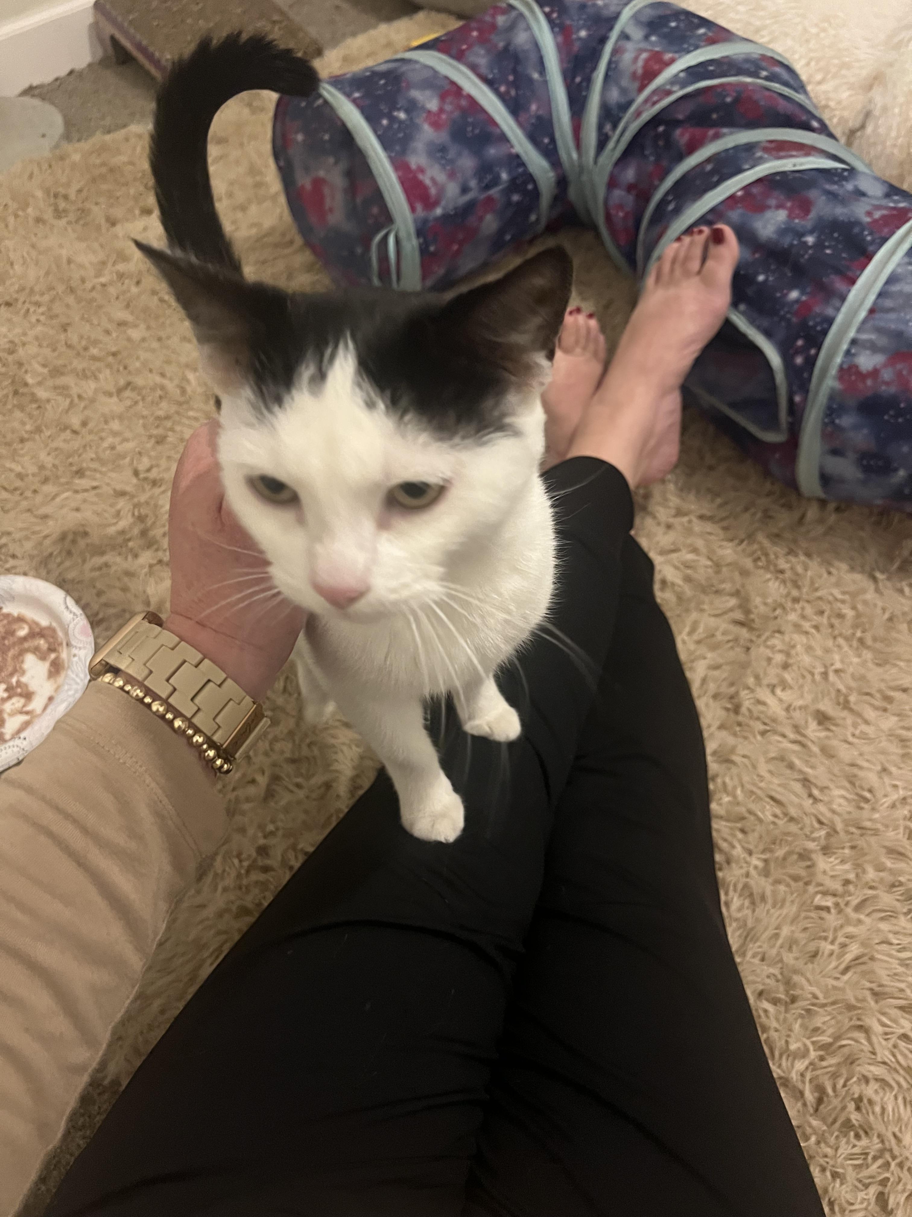 winter, a Adoptable mixed breed in Lockport, IL image 2/6