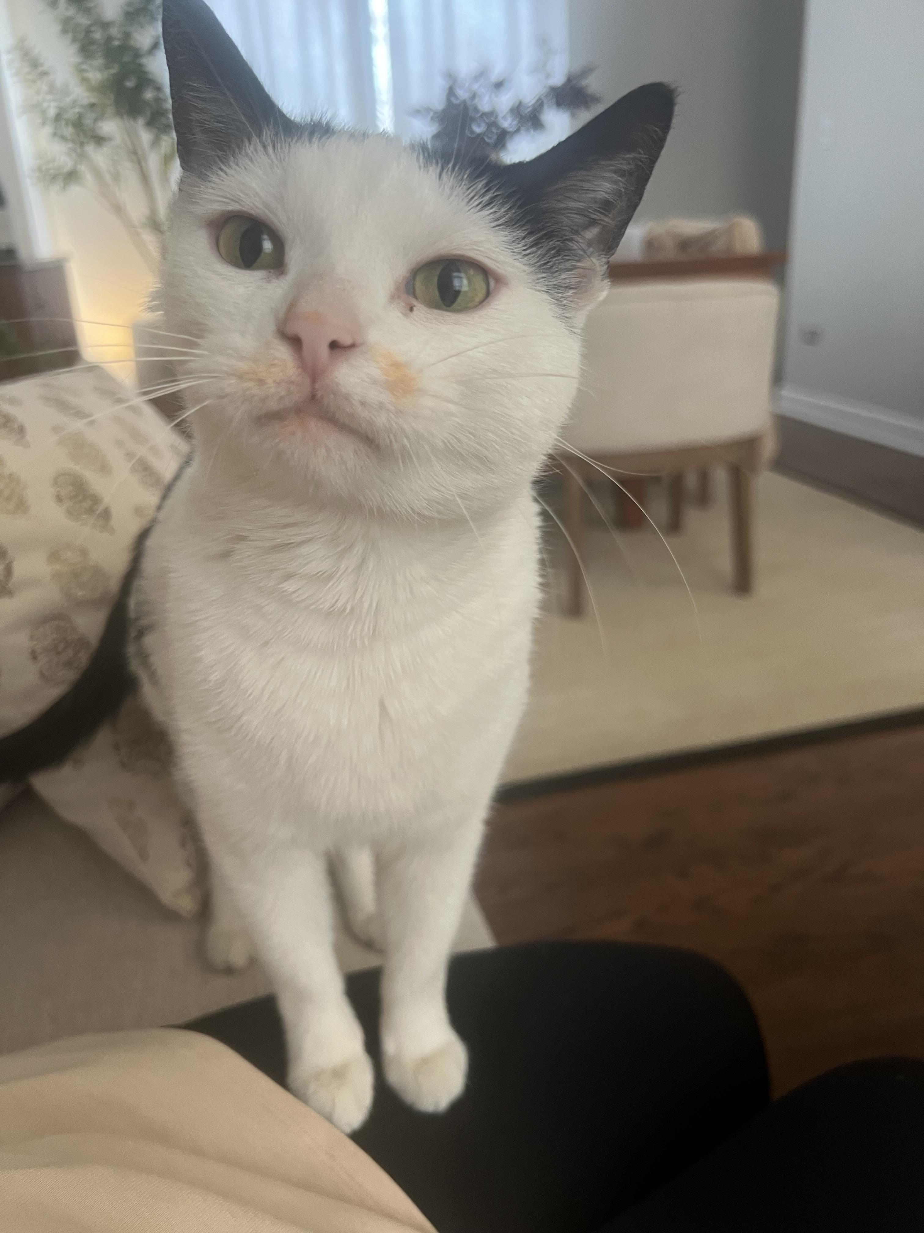 winter, a Adoptable mixed breed in Lockport, IL image 3/6