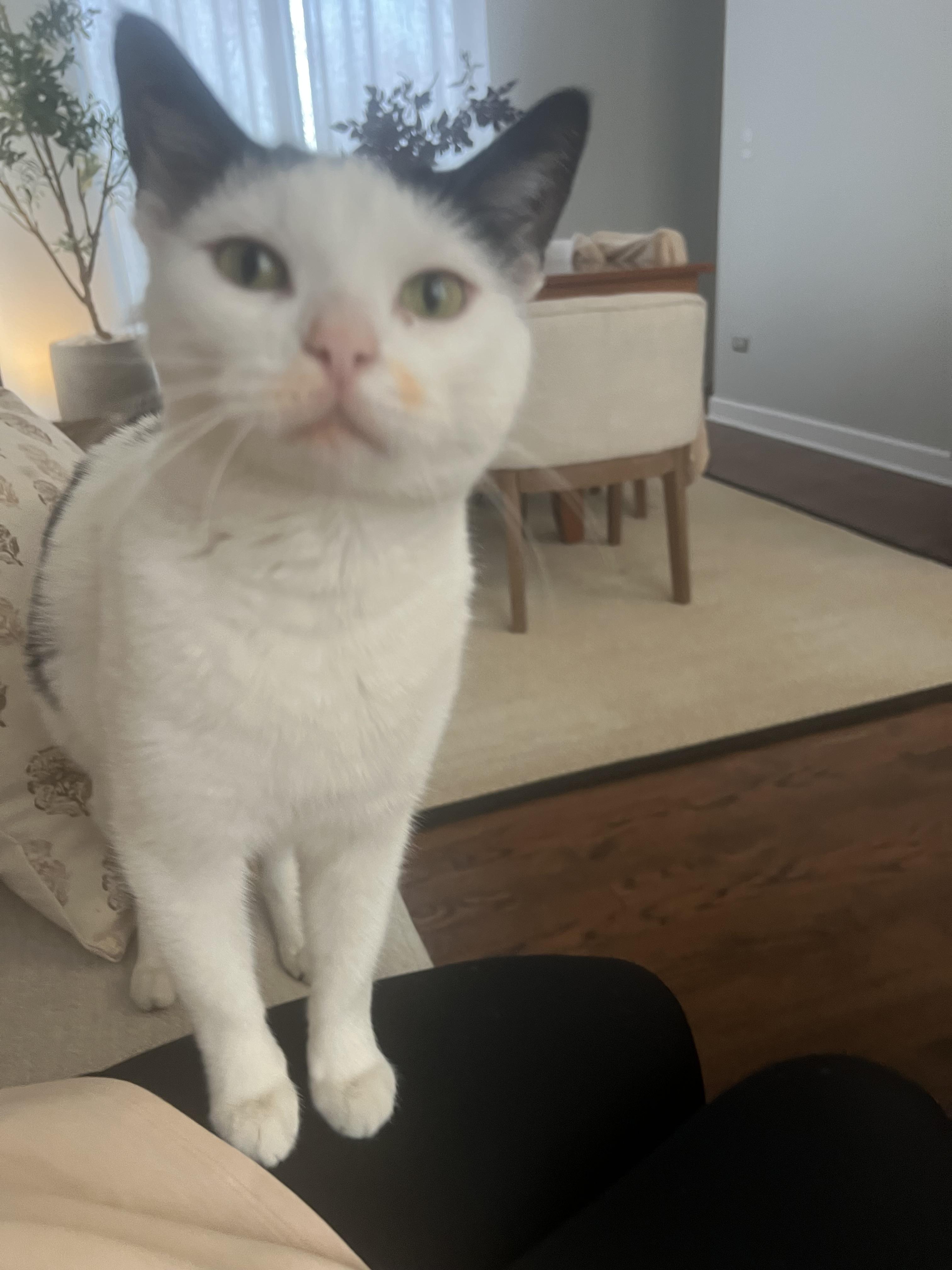 winter, a Adoptable mixed breed in Lockport, IL image 4/6