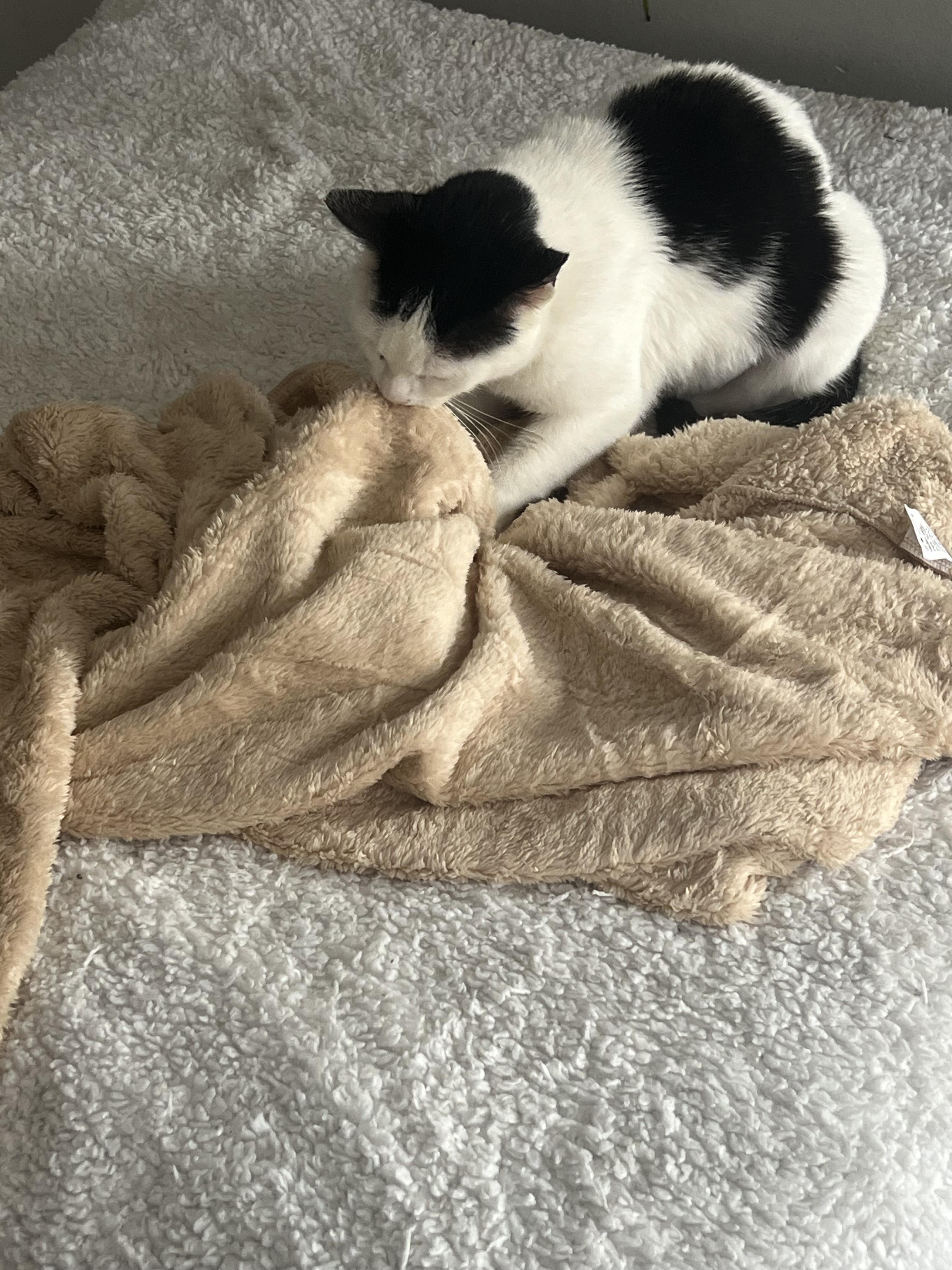 winter, a Adoptable mixed breed in Lockport, IL image 5/6