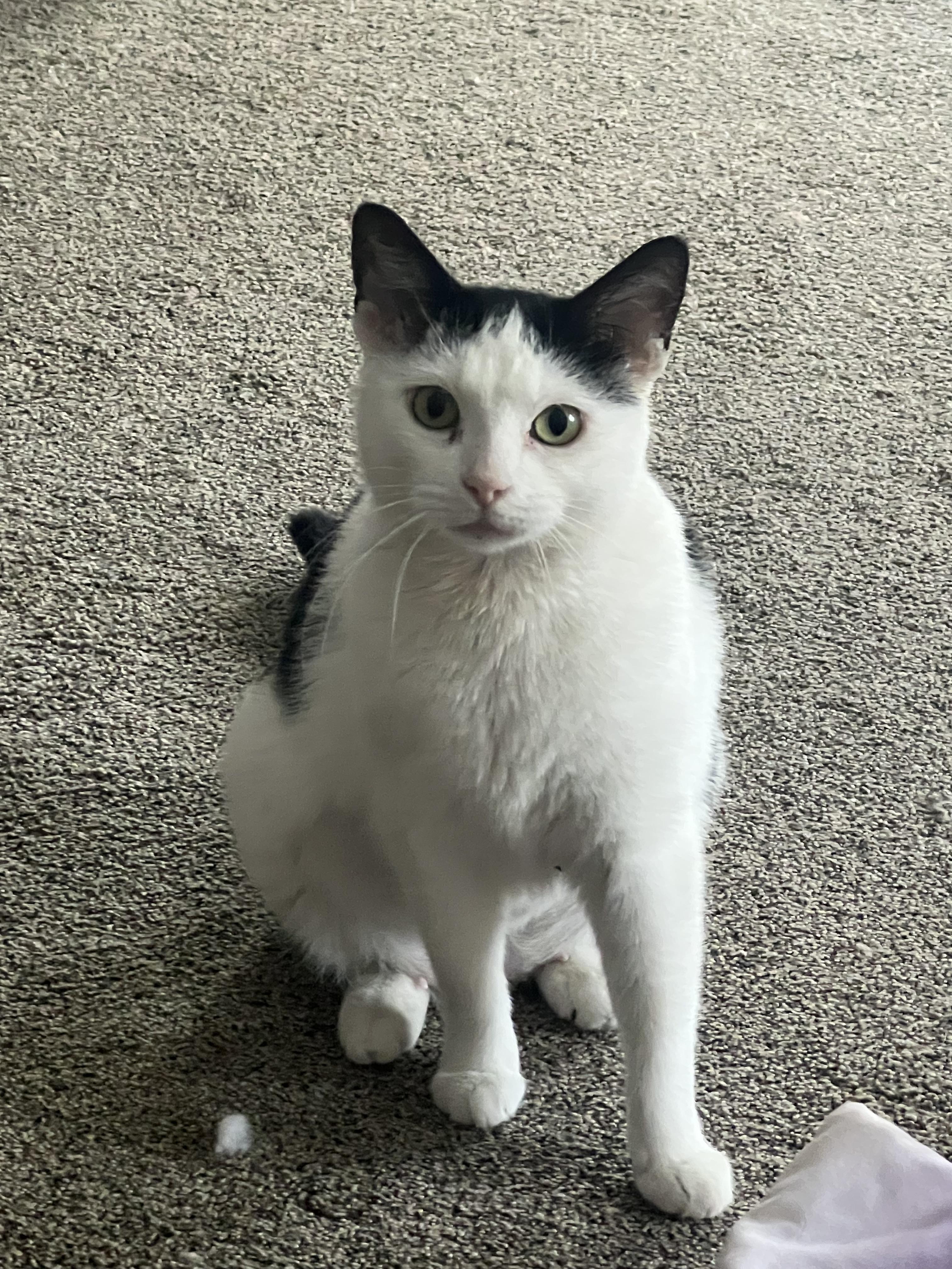 winter, a Adoptable mixed breed in Lockport, IL image 6/6