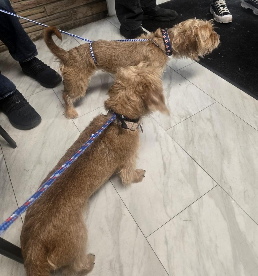 Enlarge Richie, an adoptable mixed breed in West Valley, UT image 3/6